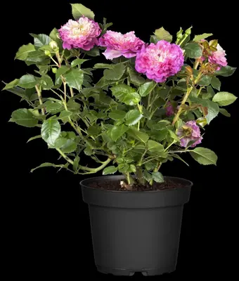 Rosa (Roos) - afbeelding 29