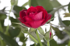 Rosa (Roos) - afbeelding 2