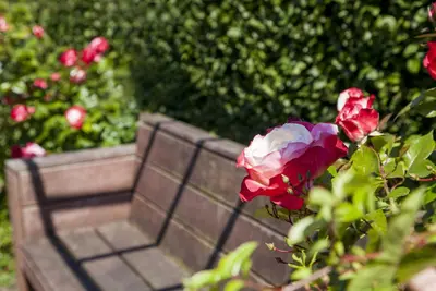 Rosa (Roos) - afbeelding 5