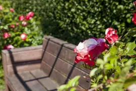 Rosa (Roos) - afbeelding 5