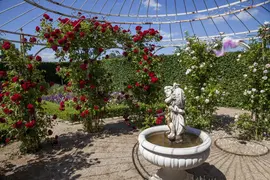 Rosa (Roos) - afbeelding 6