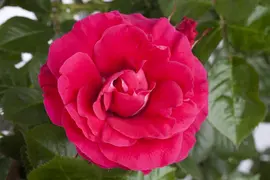 Rosa (Roos) - afbeelding 12