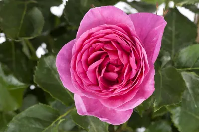 Rosa (Roos) - afbeelding 13