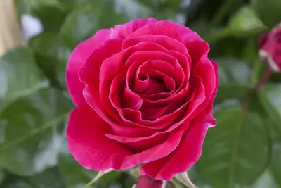 Rosa (Roos) - afbeelding 14