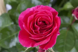 Rosa (Roos) - afbeelding 14