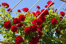 Rosa (Roos) - afbeelding 17