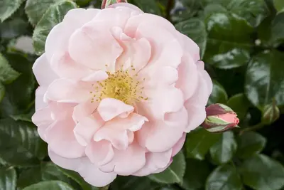 Rosa (Roos) - afbeelding 24