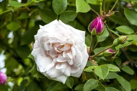 Rosa (Roos) - afbeelding 30