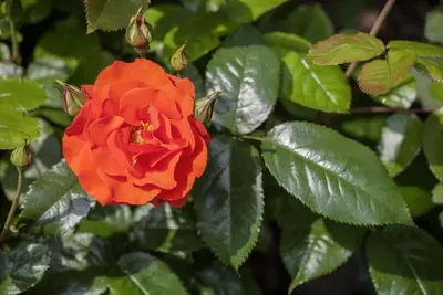 Rosa (Roos) - afbeelding 31