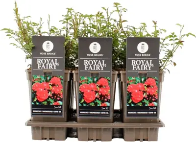 Rosa 'Royal Fairy' (struikroos) 35cm - afbeelding 1