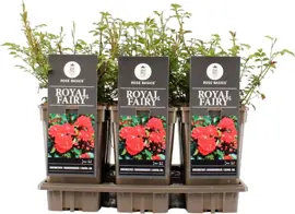 Rosa 'Royal Fairy' (struikroos) 35cm - afbeelding 1