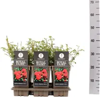 Rosa 'Royal Fairy' (struikroos) 35cm - afbeelding 2