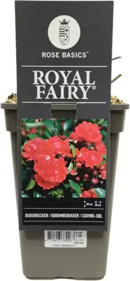 Rosa 'Royal Fairy' (struikroos) 35cm - afbeelding 3