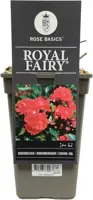 Rosa 'Royal Fairy' (struikroos) 35cm - afbeelding 3