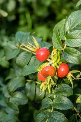 Rosa rugosa 'Alba' (Roos 'Alba') - afbeelding 6