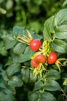 Rosa rugosa 'Alba' (Roos 'Alba') - afbeelding 6