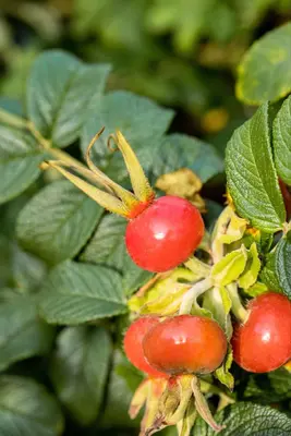 Rosa rugosa 'Alba' (Roos 'Alba') - afbeelding 8