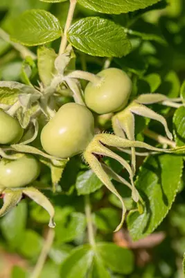 Rosa rugosa 'Alba' (Roos 'Alba') - afbeelding 11