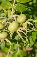 Rosa rugosa 'Alba' (Roos 'Alba') - afbeelding 11