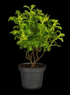 Rosa rugosa 'Alba' (Roos 'Alba') - afbeelding 12