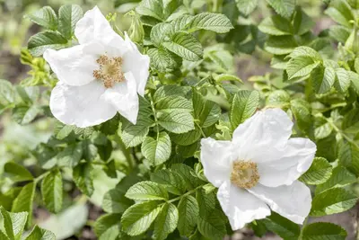 Rosa rugosa 'Alba' (Roos 'Alba') - afbeelding 5