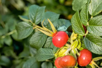 Rosa rugosa 'Alba' (Roos 'Alba') - afbeelding 7