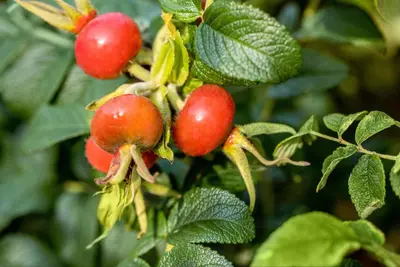 Rosa rugosa 'Alba' (Roos 'Alba') - afbeelding 9
