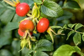 Rosa rugosa 'Alba' (Roos 'Alba') - afbeelding 9