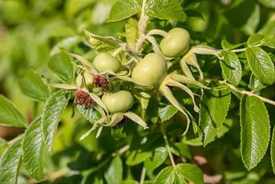 Rosa rugosa 'Alba' (Roos 'Alba') - afbeelding 10