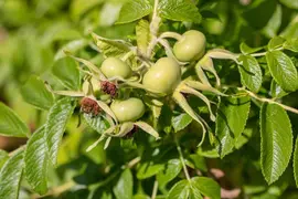 Rosa rugosa 'Alba' (Roos 'Alba') - afbeelding 10