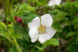 Rosa rugosa 'Alba' (Roos 'Alba') - afbeelding 13