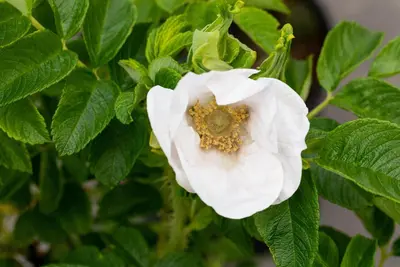 Rosa rugosa 'Alba' (Roos 'Alba') - afbeelding 14