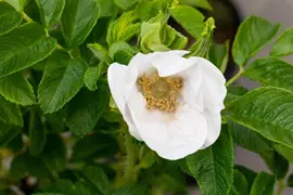 Rosa rugosa 'Alba' (Roos 'Alba') - afbeelding 14