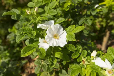 Rosa rugosa 'Alba' (Roos 'Alba') - afbeelding 2