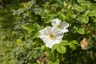Rosa rugosa 'Alba' (Roos 'Alba') - afbeelding 3