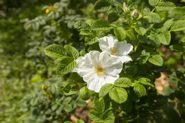 Rosa rugosa 'Alba' (Roos 'Alba') - afbeelding 3