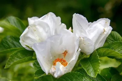 Rosa rugosa 'Alba' (Roos 'Alba') - afbeelding 4