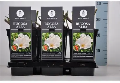 Rosa rugosa 'Alba' (Roos 'Alba') - afbeelding 1