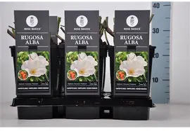 Rosa rugosa 'Alba' (Roos 'Alba') - afbeelding 1