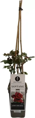 Rosa santana (Klimroos) 50-60 cm - afbeelding 1