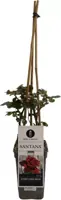 Rosa santana (Klimroos) 50-60 cm - afbeelding 1