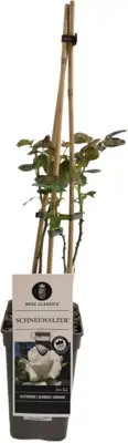 Rosa schneewalzer (Klimroos) 50-60 cm - afbeelding 1