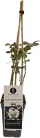 Rosa schneewalzer (Klimroos) 50-60 cm - afbeelding 1