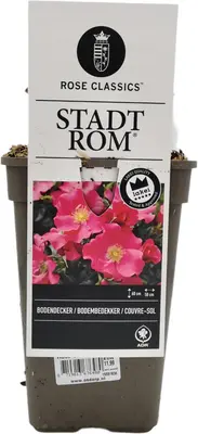Rosa stadt rom (struikroos) - afbeelding 1