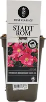 Rosa stadt rom (struikroos) - afbeelding 1