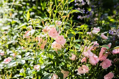 Rosa the fairy (struikroos) - afbeelding 4