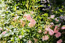 Rosa the fairy (struikroos) - afbeelding 4