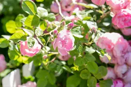 Rosa the fairy (struikroos) - afbeelding 5
