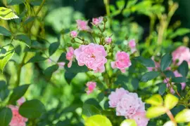 Rosa the fairy (struikroos) - afbeelding 6