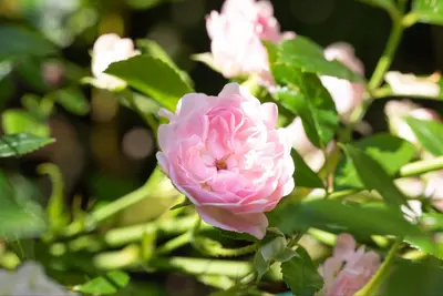 Rosa the fairy (struikroos) - afbeelding 7